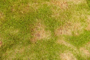 lawn rust