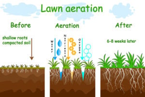 lawn aeration