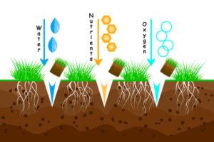 soil micoroganisms