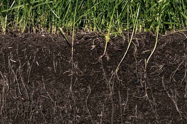 soil microbial activity