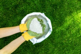 best time to fertilize lawn