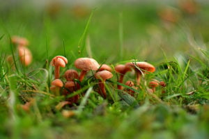 mushrooms in lawn