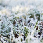 lawn frost damage