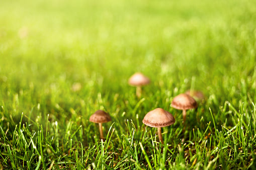 mushrooms in lawn