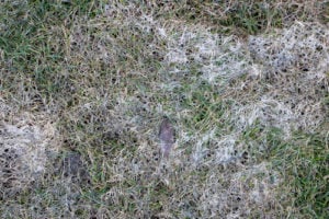 grey snow mold