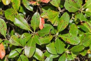 leaf spot disease