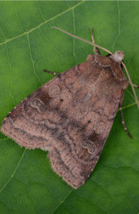 sodwebworms-lawnpests-lushlawn