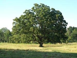 white oak tree