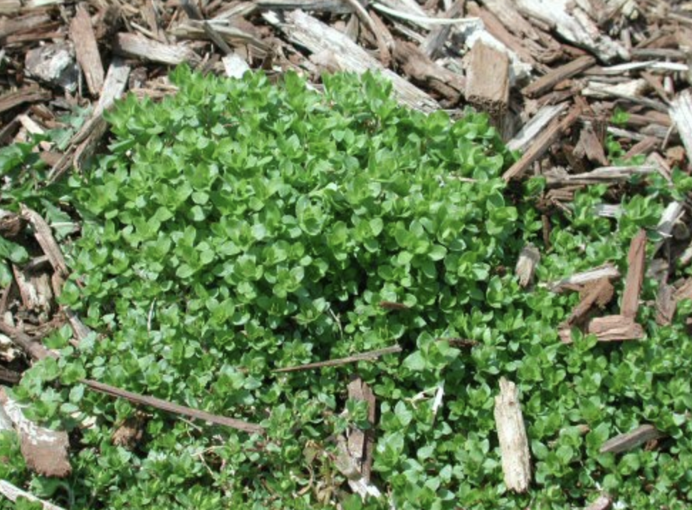 chickweed 