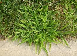 crabgrass photo