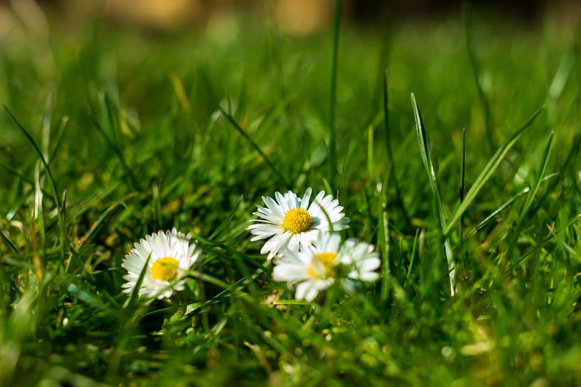 Three daisies soak up the sun in a meadow or grassy area.