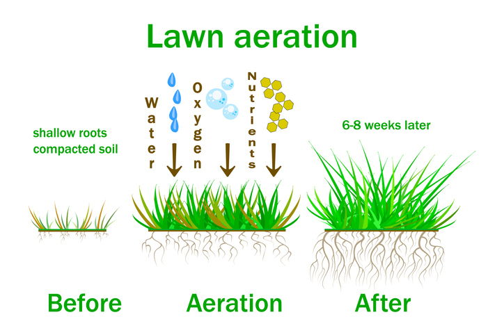 How To Alleviate Soil Compaction In Your Yard - Lush Lawn