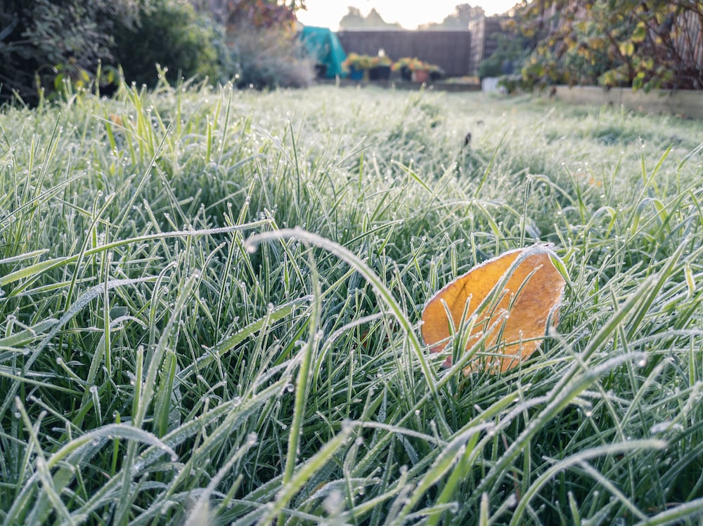 A lawn with frost forming on the grass blades