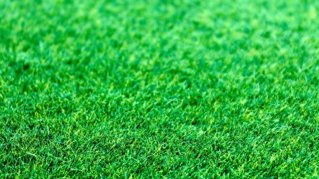 Types of Grass | List of Grass Types | Lush Lawn