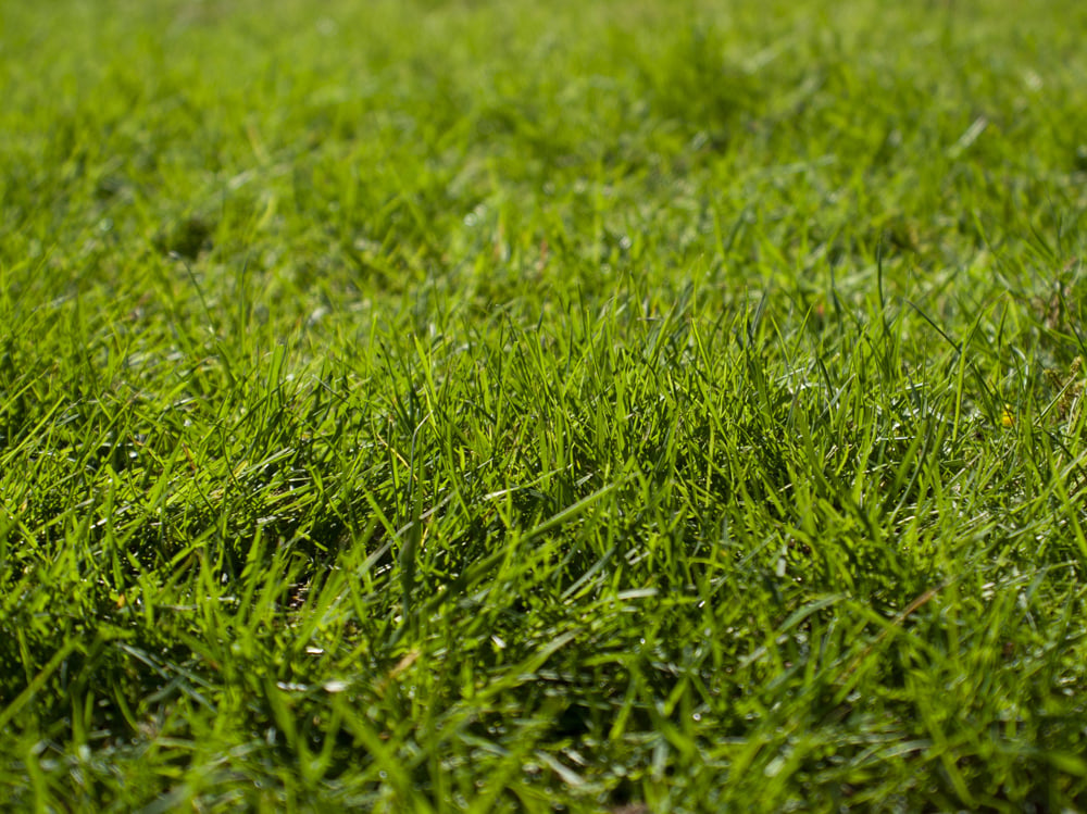 Tall Fescue Grass in a lawn Credit Bradley Brister on Unsplash