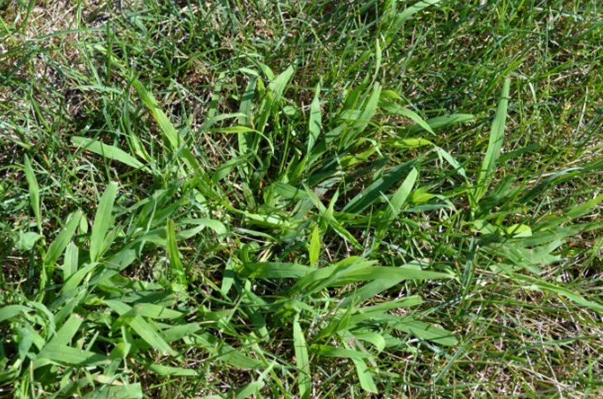What to Know about Crabgrass in Your Yard