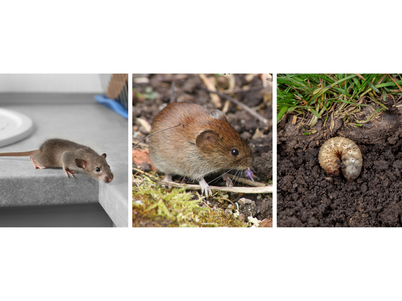 a mouse, rodent and grub are shown in three individual panels. 
