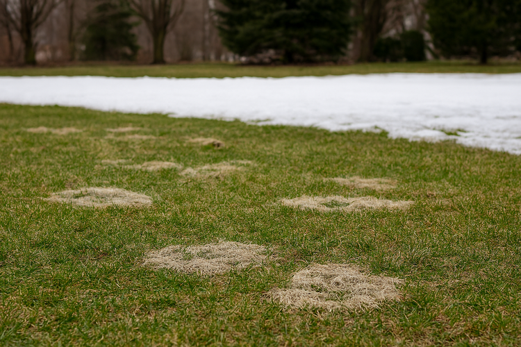 snow damage appears as brown rings as snow recedes in the background. 